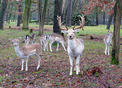 fallow-deer-group-262168_40